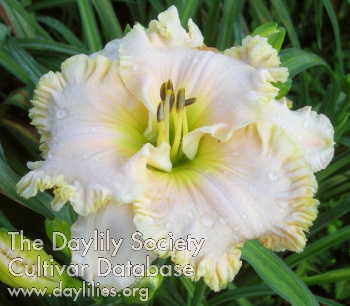 Daylily Spacecoast White Christmas